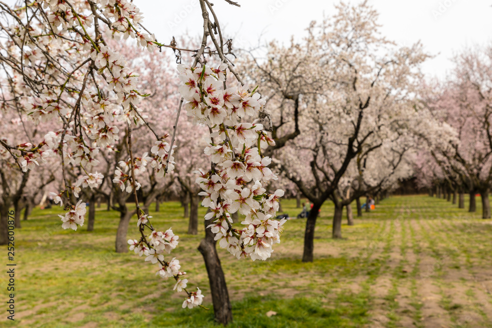 Almond trees in bloom before spring arrives in Madrid