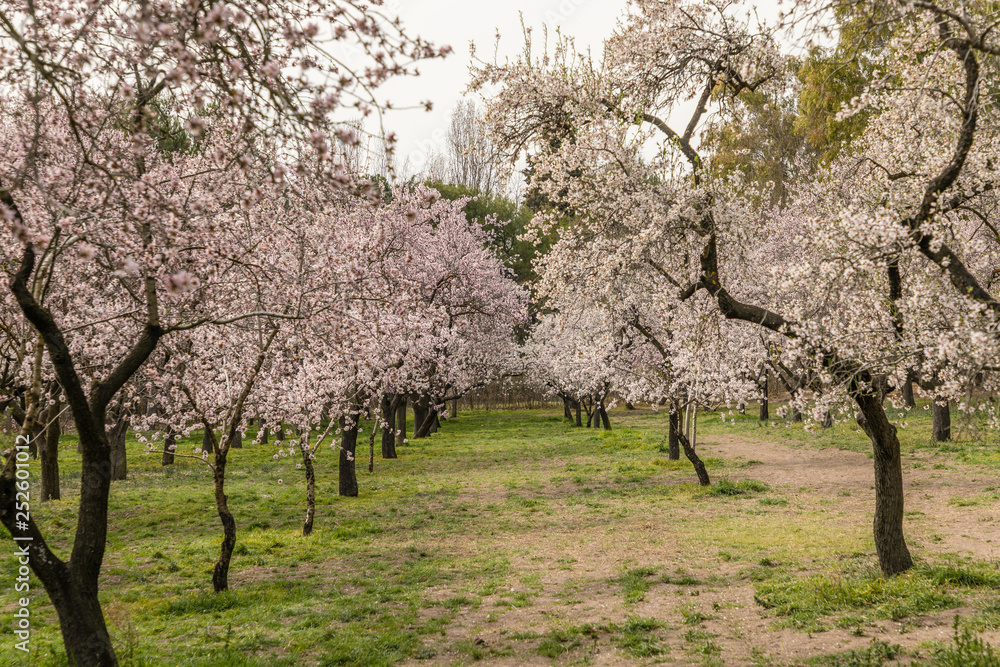 Fototapeta premium Almond trees in bloom before spring arrives in Madrid