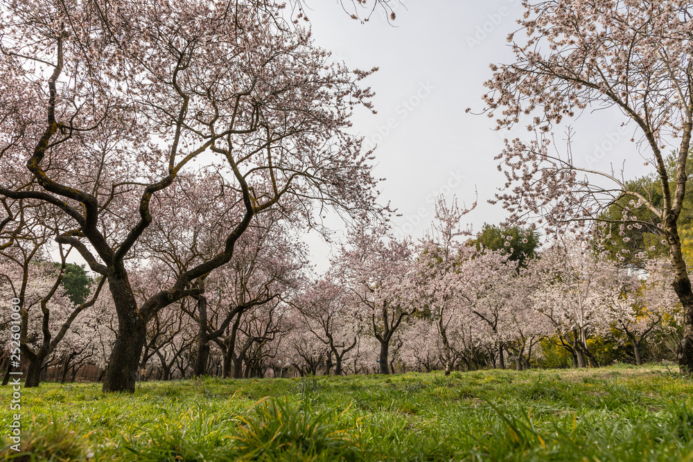 Almond trees in bloom before spring arrives in Madrid Almond trees in bloom before spring arrives in Madrid