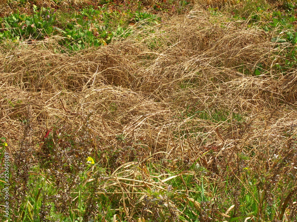 Fototapeta premium 枯れ草と若草のある土手風景