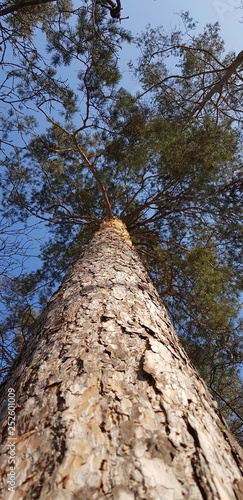 pine, bottom view up