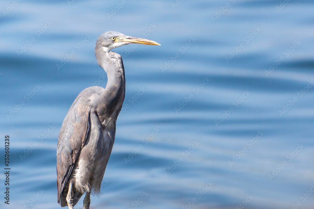 The western reef heron also called the western reef egret, is a medium-sized heron found in southern Europe, Africa and parts of Asia. The western reef heron also called the western reef egret, is a medium-sized heron found in southern Europe, Africa and parts of Asia.