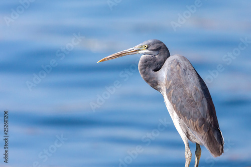 The western reef heron also called the western reef egret  is a medium-sized heron found in southern Europe  Africa and parts of Asia.