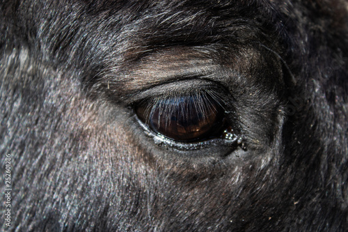 Eye of the black horse closeup - Image