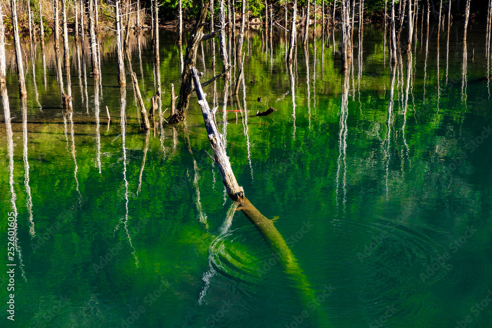 Fototapeta premium 水中木