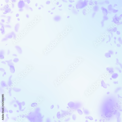 Violet flower petals falling down. Neat romantic f
