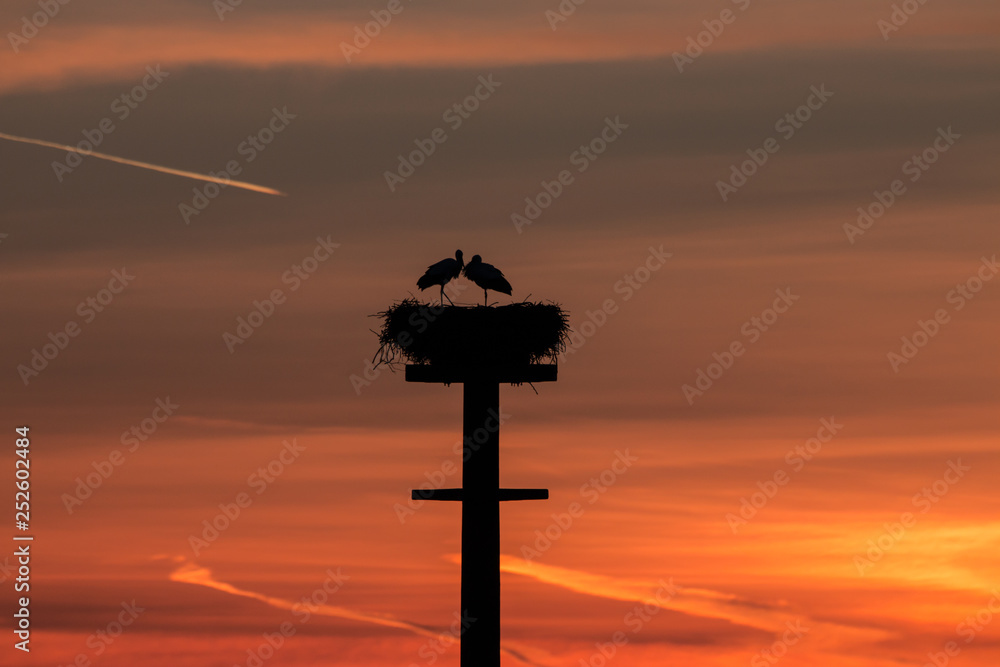 Obraz premium Storchenpaar im Sonnenuntergang