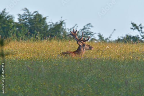 Fototapeta Naklejka Na Ścianę i Meble -  Stag deer with growing antler to lie down on the grass