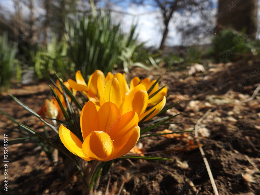 Unusual yellow flowers in the sun in spring Unusual yellow flowers in the sun in spring