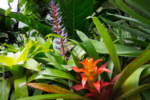 amazing orange flowers