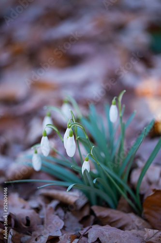  Spring flower snowdrop is the first flower in the end of winter and the beginning of spring.