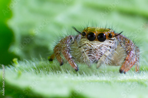 Close up of jumping spider colorful on nature green leaf plant background. © Somprasong