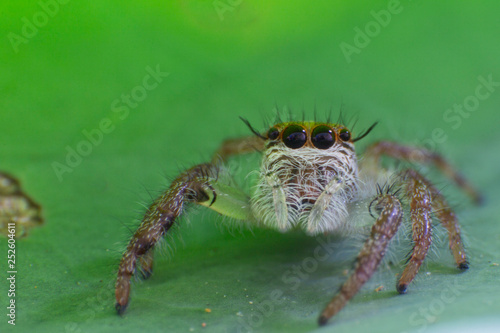 Close up of jumping spider colorful on nature green leaf plant background.