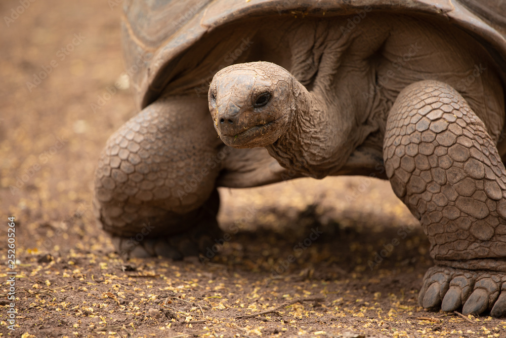 Obraz premium giant tortoise