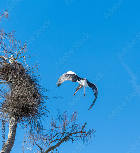 Fliegender Storch am blauen Himmel