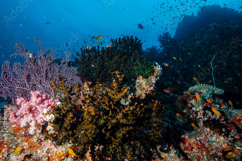 Coral Reef at the Maldives 