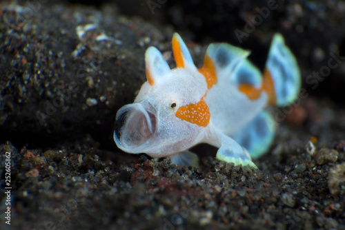 Amazing underwater world - Warty frogfish (Clown frogfish) - Antennarius maculatus. Tulamben, Bali, Indonesia.