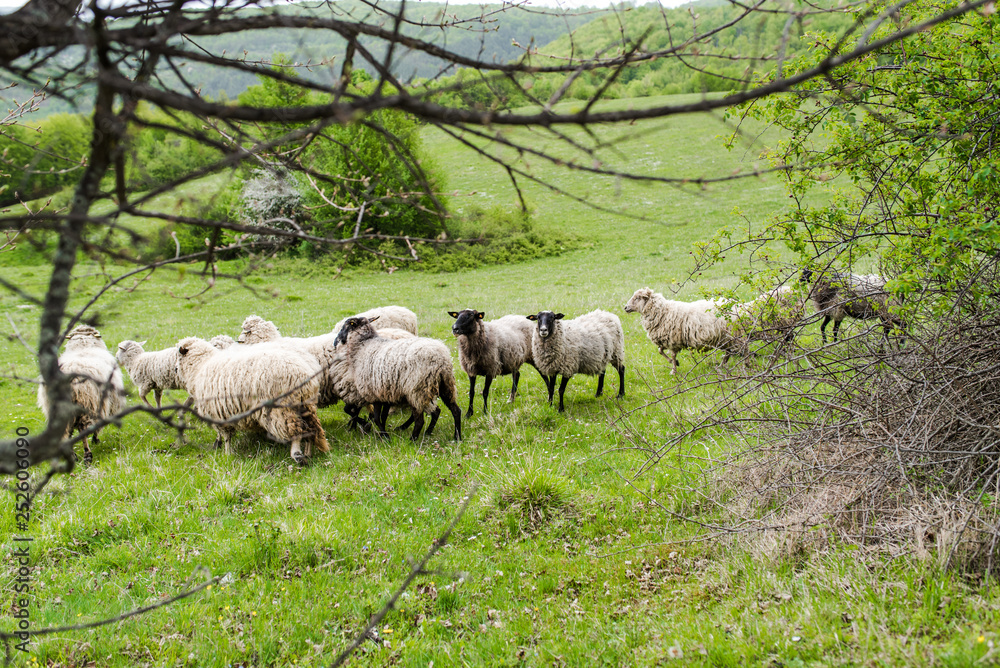 Fototapeta premium Sheep herd grazing fresh grass. Spring image. Bulgaria, Eastern Europe