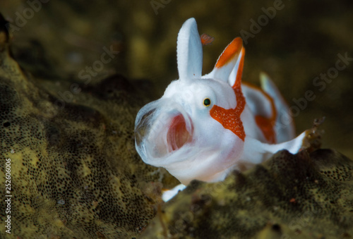Amazing underwater world - Warty frogfish (Clown frogfish) - Antennarius maculatus. Tulamben, Bali, Indonesia.