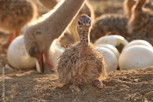 Baby Strauß am Nest