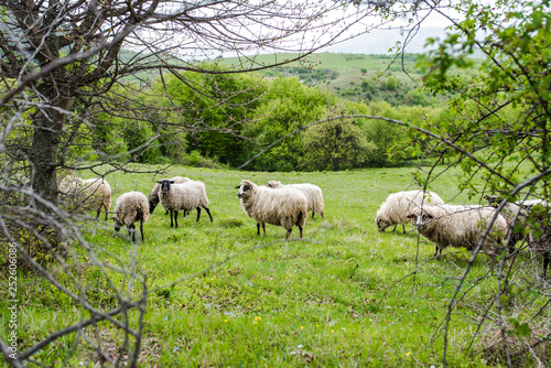 Sheep herd grazing fresh grass. Spring image. Bulgaria, Eastern Europe