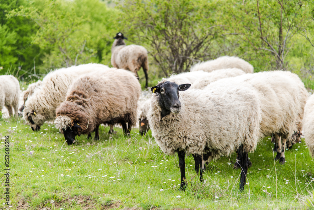 Naklejka premium Sheep herd grazing fresh grass. Spring image. Bulgaria, Eastern Europe