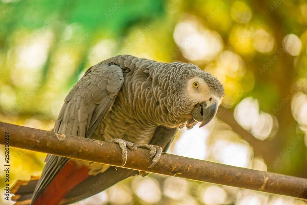 Fototapeta premium Birds in the cage 5