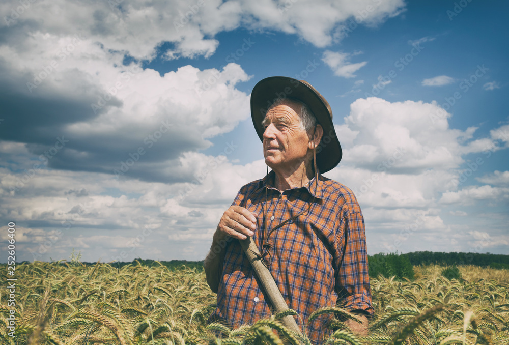 Fototapeta premium Old man in barley field