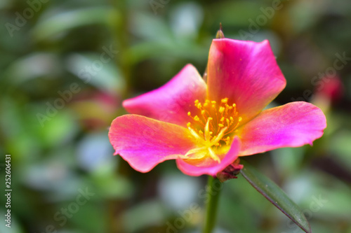 yellow and pink flowers