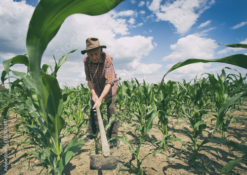 Photography Old man working in corn field