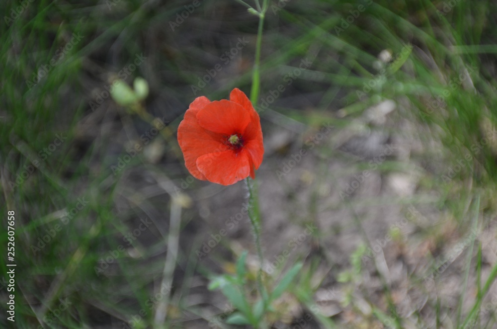 flower, red, poppy, nature, spring, green, garden, plant, summer, flowers, field, blossom, bloom, macro, beauty, beautiful, flora, petal, floral, single, poppies, petals, close-up, closeup, Krasnodar, flower, red, poppy, nature, spring, green, garden, plant, summer, flowers, field, blossom, bloom, macro, beauty, beautiful, flora, petal, floral, single, poppies, petals, close-up, closeup, Krasnodar,