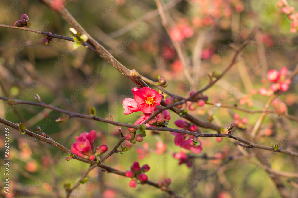 flowering cherry branches, in early spring. Deep blurred background. flowering cherry branches, in early spring. Deep blurred background.