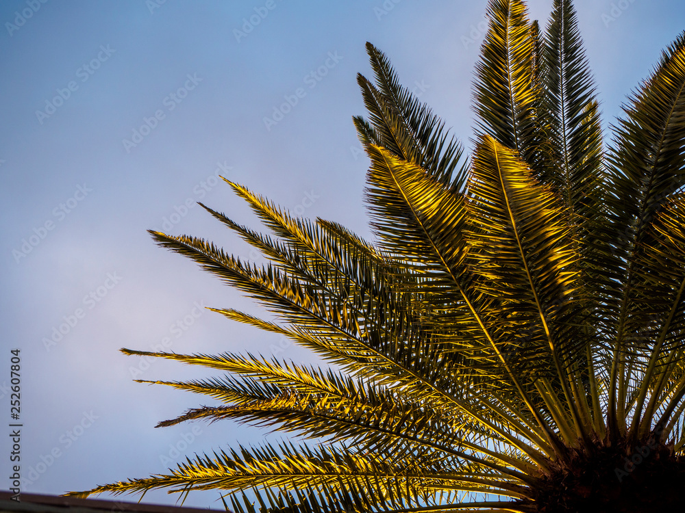 Palm tree with a colorful sky in the background Palm tree with a colorful sky in the background
