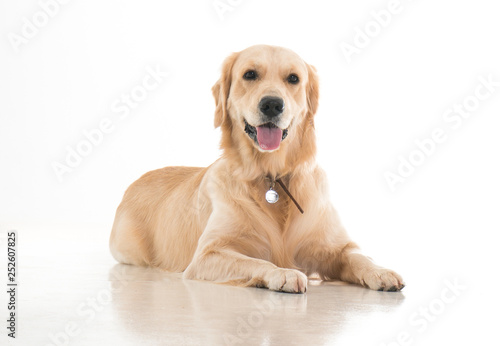 Fototapeta Naklejka Na Ścianę i Meble -  labrador dog on white background