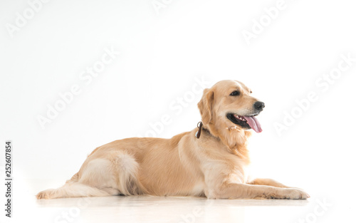 labrador dog on white background