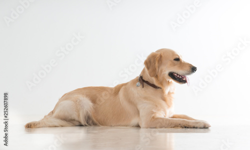 labrador dog on white background