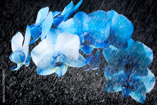 Blooming Blue Phalaenopsis orchid flower during rain with drops of water isolated on black background