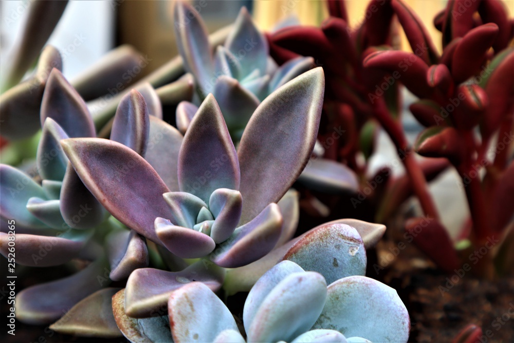 piante macro piante macro