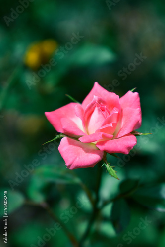 A colorful rose