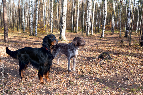  Dog breed Setter Gordon and dog breed drathaar standing in autumn forest