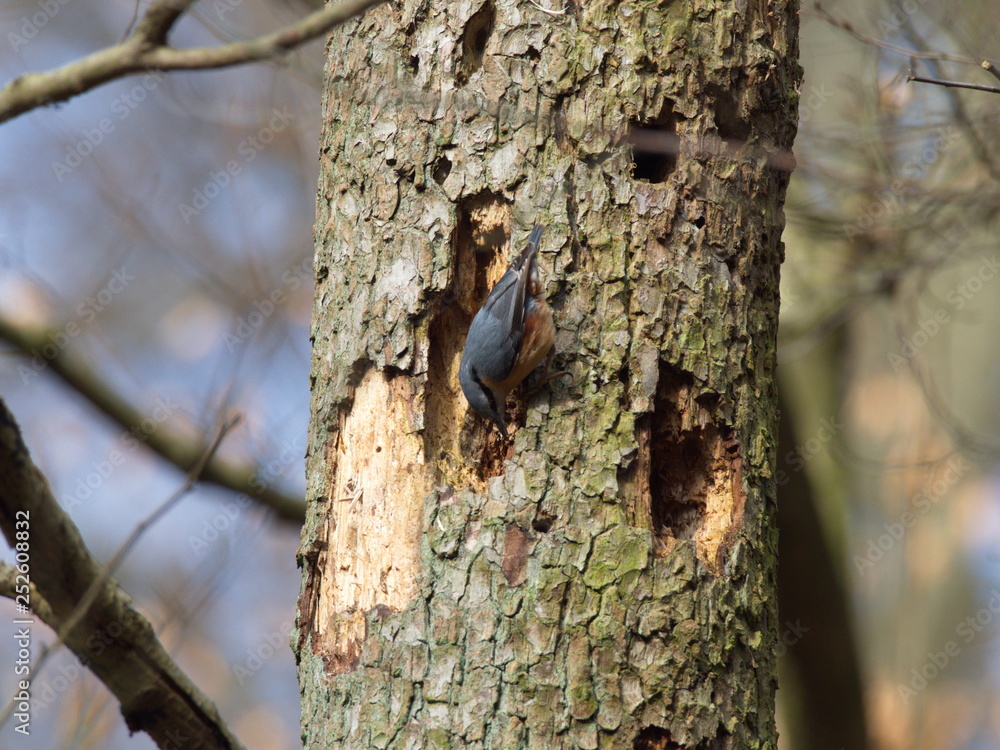 Kleiber sucht Insekten an abgestorbener Erle Kleiber sucht Insekten an abgestorbener Erle