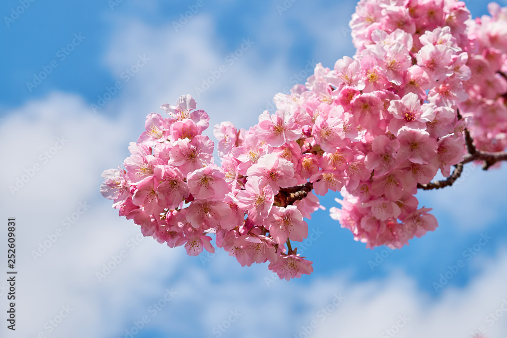 桜 桜