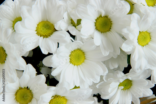  bouquet of daisies. white chrysanthemum