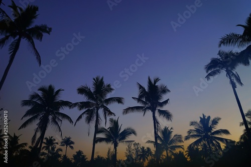 palm trees at sunset © ATIPPORN
