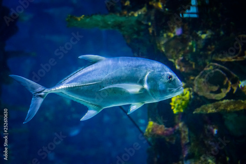 Snubnose Pompano - Trachinotus Blochii are in the tropical waters of the ocean.