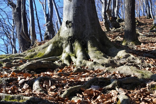  tree roots