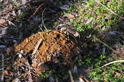 Molehill in the forest. European mole (Talpa europaea) photo