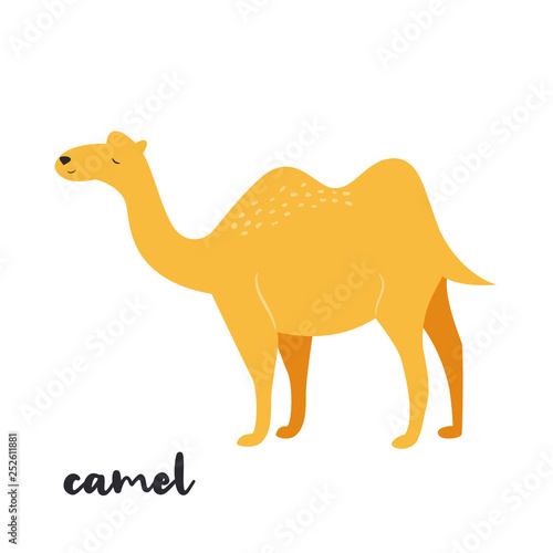 Cute camel on white background