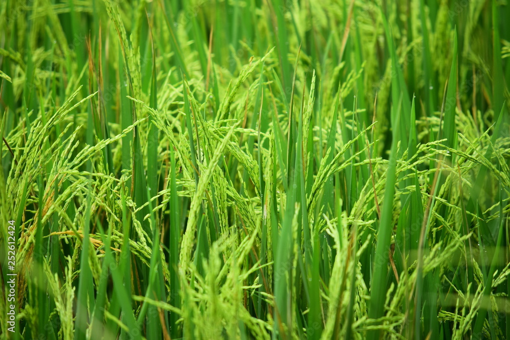 paddy fields with rice plants that are fresh and ready to be harvested paddy fields with rice plants that are fresh and ready to be harvested