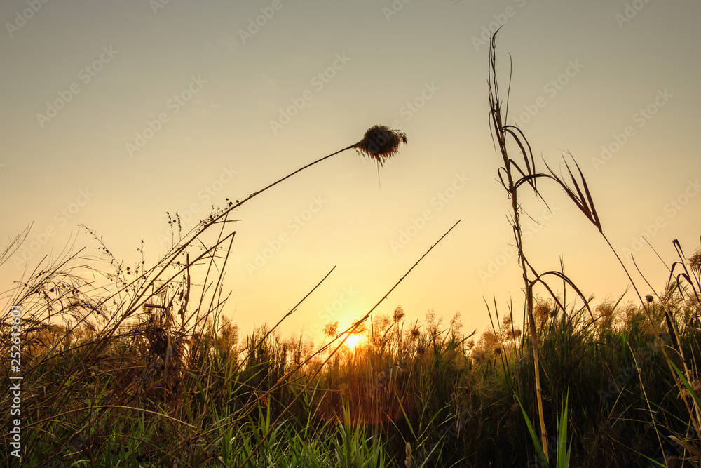 Obraz premium Landscape flowers grass in fields with sunset background in the evening
